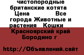 чистопородные британские котята › Цена ­ 10 000 - Все города Животные и растения » Кошки   . Красноярский край,Бородино г.